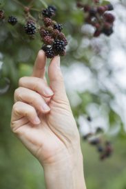 How to Forage for Wild Edible Plants Image